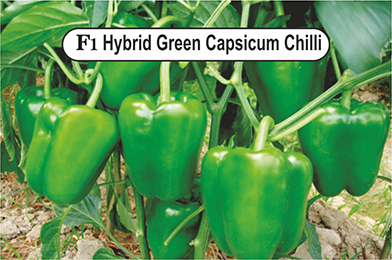 Hybrid Kitchen Garden