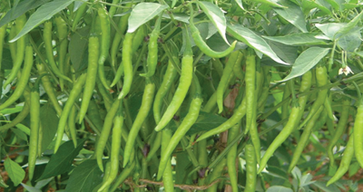 Kitchen Garden