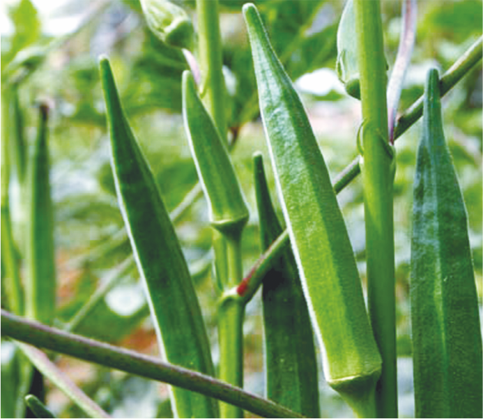 Hybrid Bhindi Vikas-1